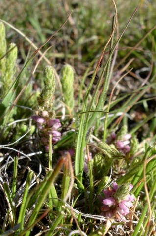 Erica alopecurus erect tails of foxes or cats